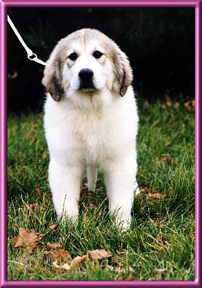 Edie
