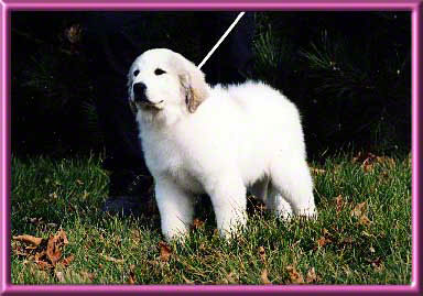Edie