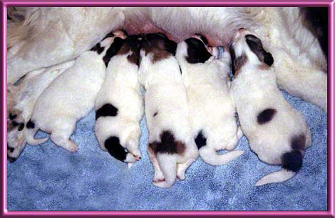 great pyrenees newborn puppies