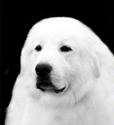 All Breed Best In Show Winner,  National Specialty Best of Breed Winner,  Great Pyrenees Club of America Hall of Fame Producer,  Great Pyrenees Club of America Hall of Fame Show Dog